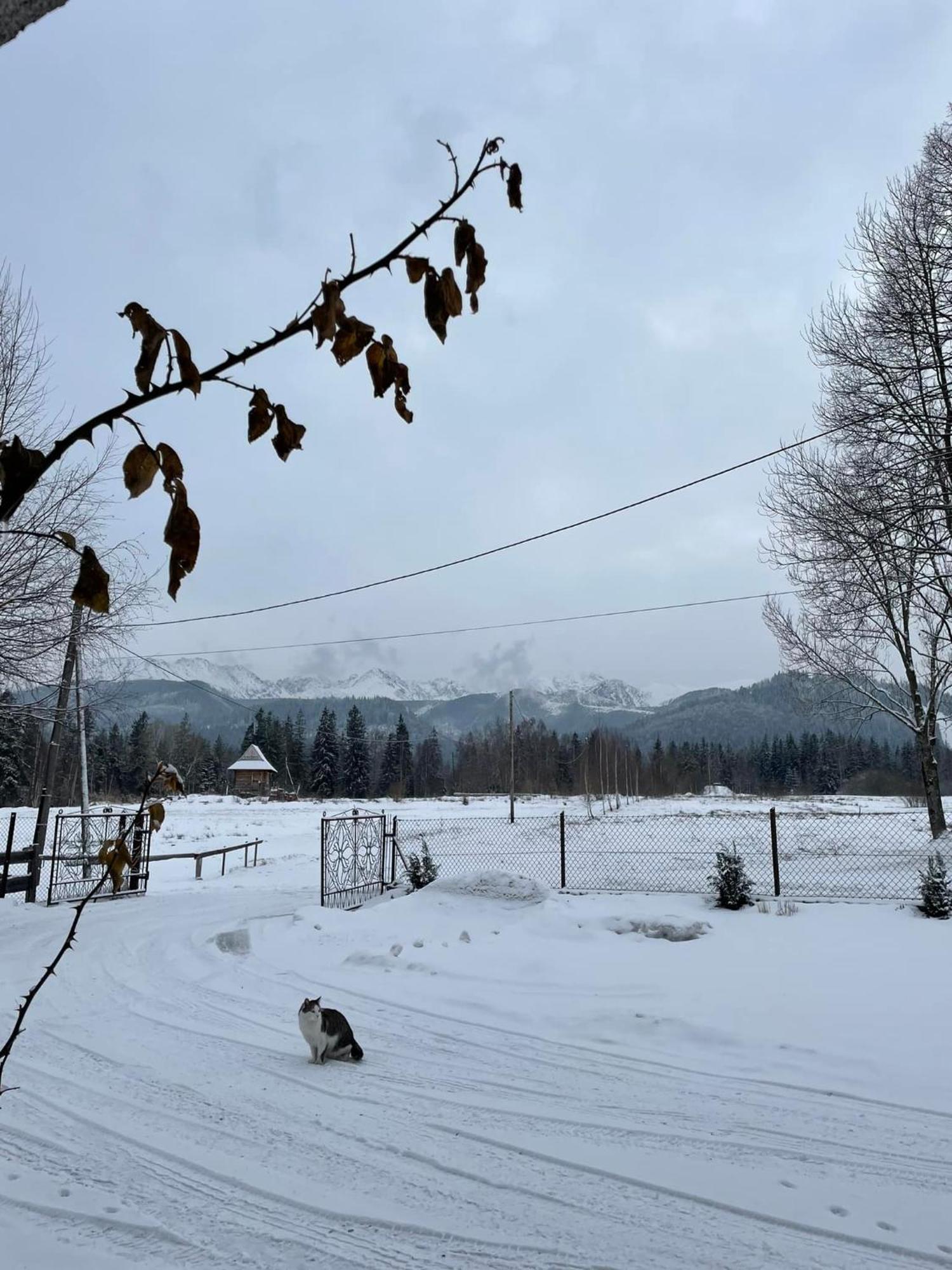 Pensjonat U Doroty, Zakopane - Twoje Miejsce W Gorach Eksteriør billede